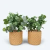 Outlet 2 Kunstpflanzen mit Zementtopf Dekoration