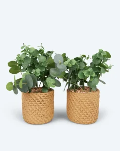 Outlet 2 Kunstpflanzen mit Zementtopf Dekoration